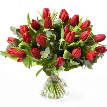 Rode-tulpen