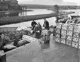 Koolaanvoer bij de groenteveiling te Broek op Langedijk&#160; bron AFG