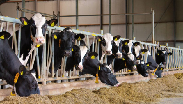 Nieuwe Oogst stalstof melkveehouderij helpt alergieen voorkomen