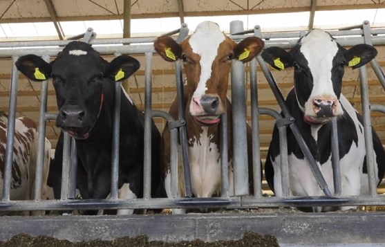 Boeren halen koeien uit de wei om stikstofbeleid bron Nieuwe Oogst