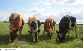 Driekwart koeien in wei, vaak alleen overdag