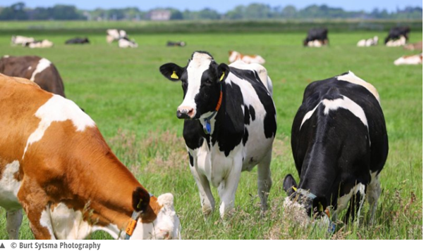 CBS melkveebedrijven minder intensief bron nieuwe oogst
