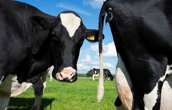 Dutch Dairy Challenge bron nieuwe oogst