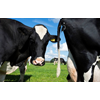 Dutch Dairy Challenge ontvangt eerste ideeën