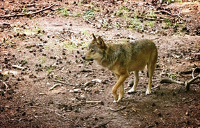 Europarlement wil wolf minder beschermen